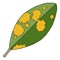 This app is for observing common host plants that may be susceptible to myrtle rust and getting assistance from others to confirm your identification