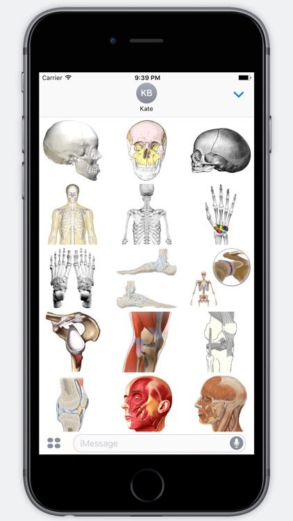 Anatomy Stickers