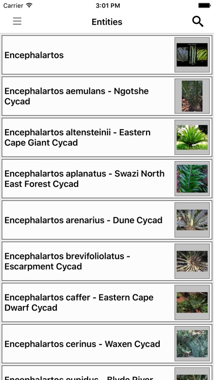 IDentifyIt Cycads