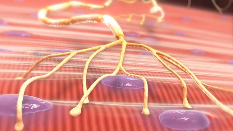 Physiology Animations