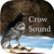 Icon Crow Sounds – Crow Call Sound
