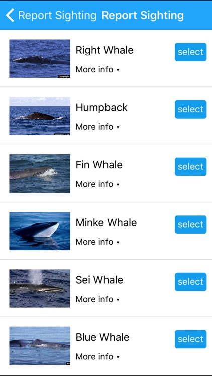 Whale Alert - Reducing Ship Strikes - Worldwide screenshot-3