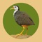 Get Popular White breasted waterhen bird Sounds App for iPhone/iPad