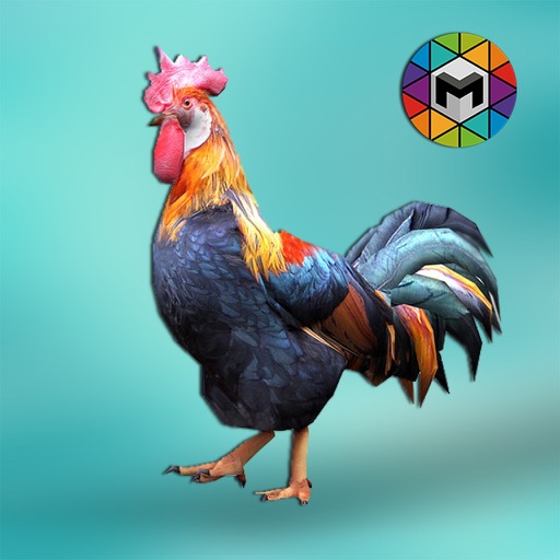 Rooster Simulator icon