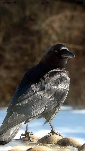 Crow