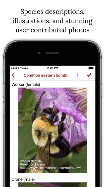 Bumble Bee Watch