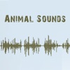 Animal Sounds - Premium Sounds for FREE