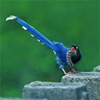 Avian Treasures:Unique Birds Of Taiwan, 1.0 Lite