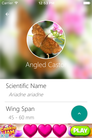 Indian Butterflies - náhled