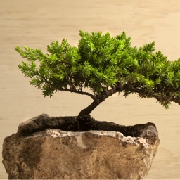 Bonsai for Beginners - How to Start a Bonsai Tree