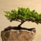 Learn the how to grow bonsai trees from this app