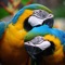 This app brings details, pictures and videos of Various rare species of parrots in Shukavana