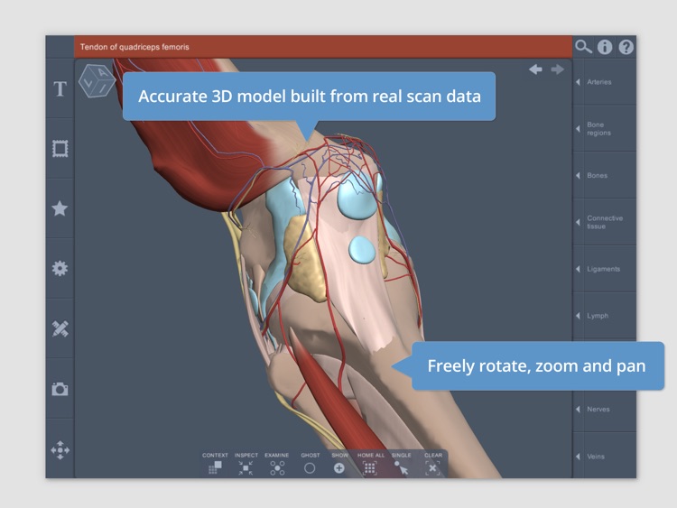 Knee: 3D Real-time Human Anatomy