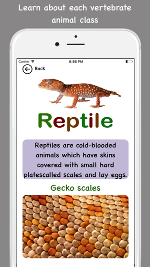 Tip Tap learn, Animal Kinds(圖4)-速報App