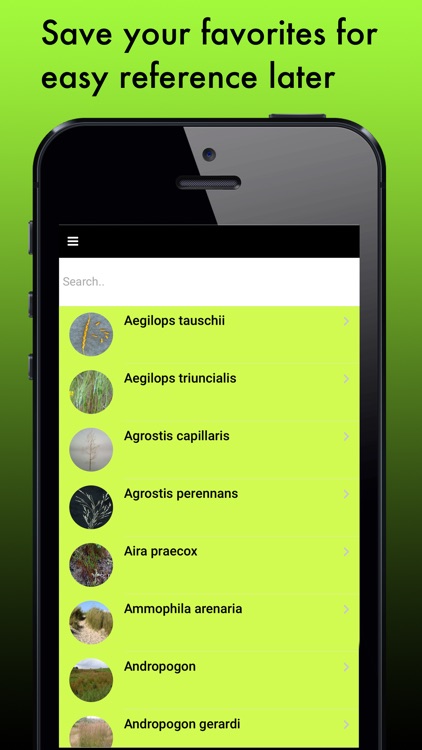 Grass Species: Types of Grass