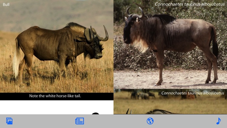 Stuarts’ African Mammals screenshot-4