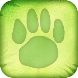 Rainforest Survival Challenge