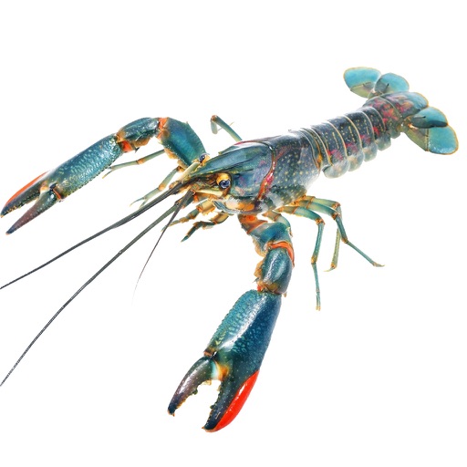 Crayfish