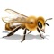 MyBees helps every beekeeper to keep track of their ward rounds
