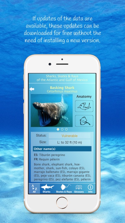 Sharks & Rays of the Atlantic and Gulf of Mexico screenshot-3