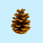 Pine Cone Stickers
