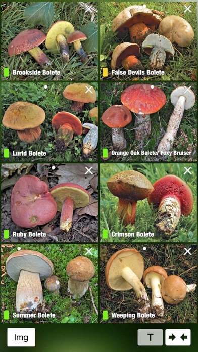 Mushroom Guide British Isles screenshot 3