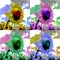 "Art Serigraphy" is photo editor app to create Serigraph / Screen Print Art Style Image from photographs and illustrations