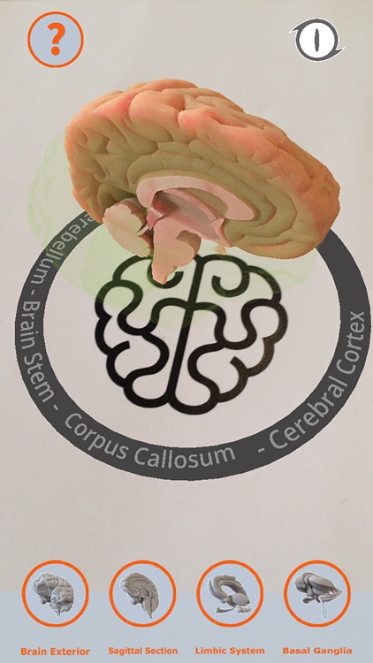 Cortical Brain