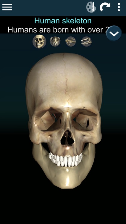 Bones 3D (Anatomy) screenshot-0