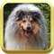 An amazing jigsaw puzzle for all people who loves animals, dogs and collies