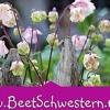 BeetSchwestern - Blog