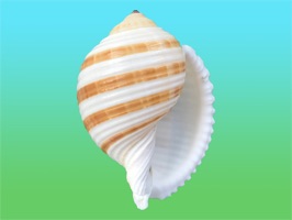 She sells sea shells in the App Store