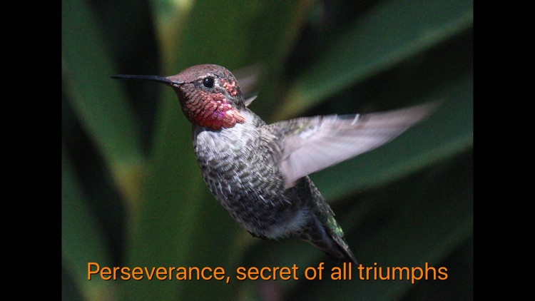 Hummingbird Moments