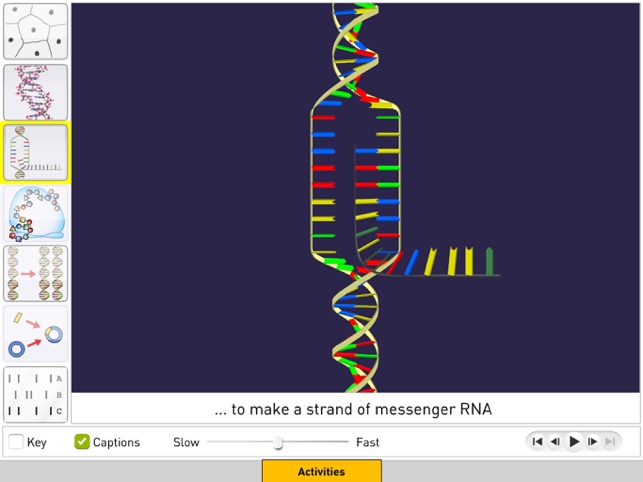 DNA from Sunflower Learning(圖3)-速報App