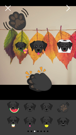 Black Labrador Photo Booth(圖4)-速報App