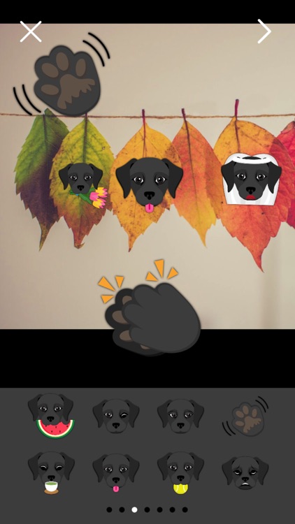 Black Labrador Photo Booth screenshot-3