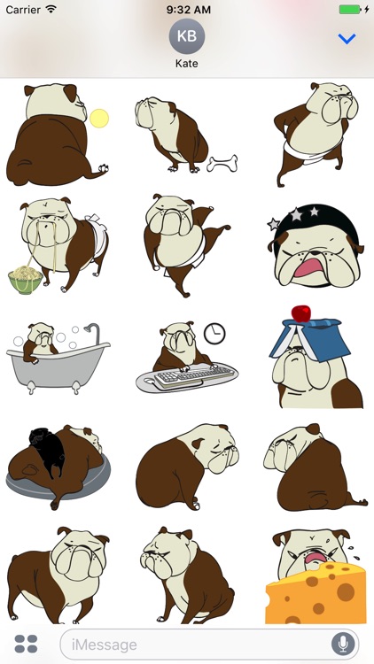 Austen the Bulldog