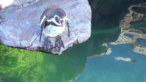 Screenshot #7 for Aquarium & Relax