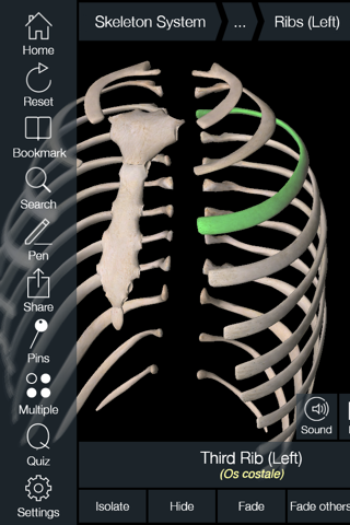 Essential Skeleton 4 screenshot 2