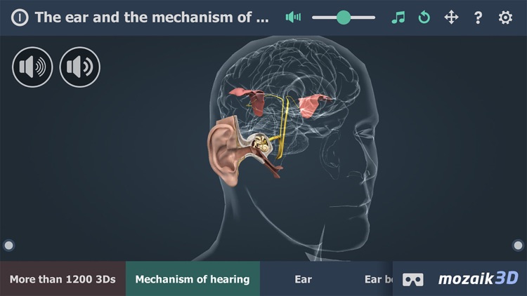 The mechanism of hearing 3D