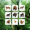 Jungle Sudoku - Puzzle Game - iPadアプリ