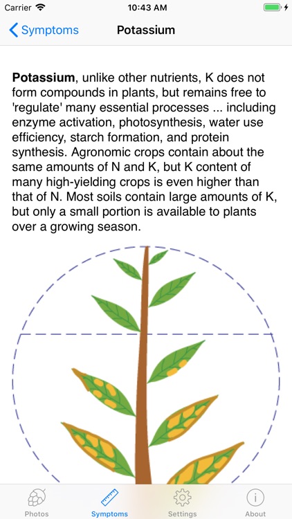 Nutrient Deficiency Photos