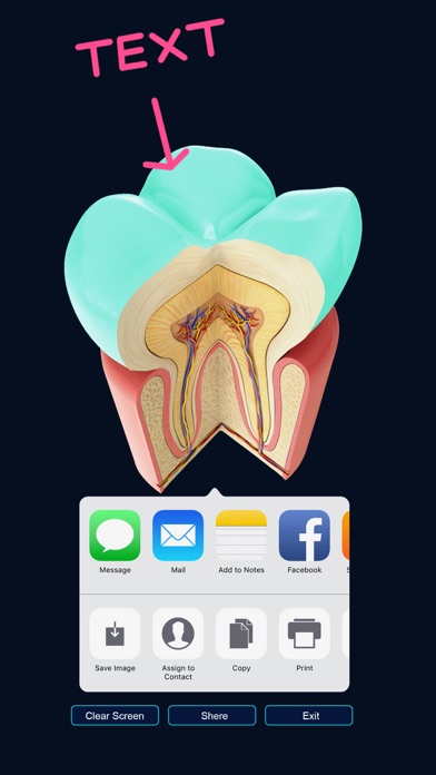 My Dental Anatomy screenshot 4
