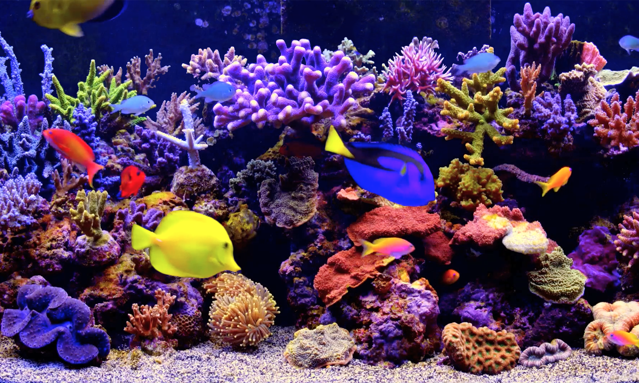 Amаzing Aquarium