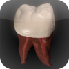 Light Arc Studio - Real Tooth Morphology アートワーク