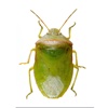 SE Agricultural Stink Bug ID