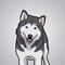 React with Awesome Alaskan Malamute Stickers and Emojis Pack