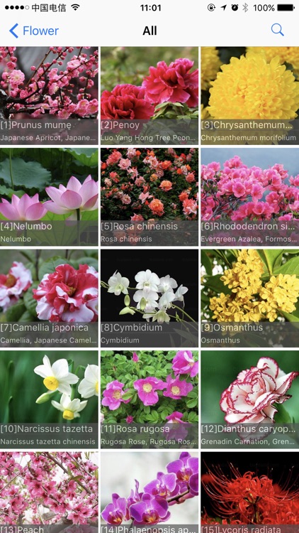 Flowering Plants