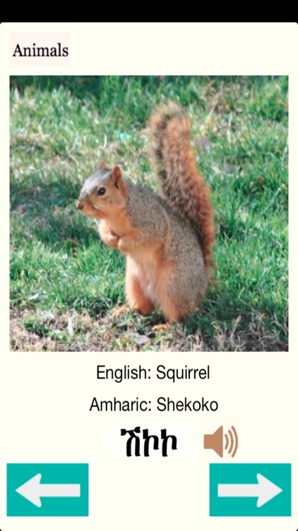 Animals Names in Amharic