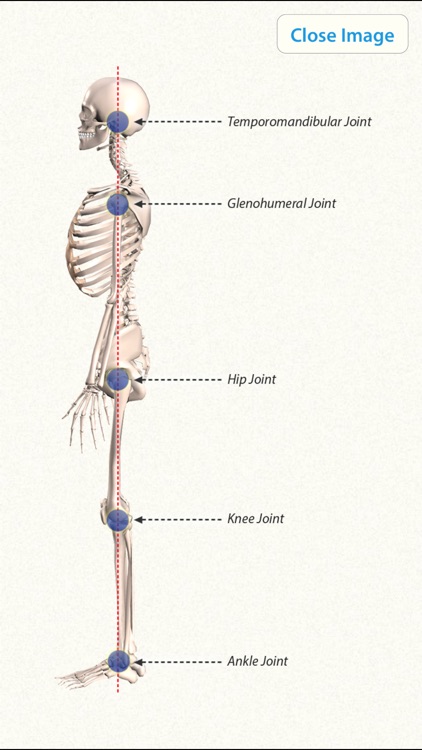 3D Yoga Anatomy screenshot-4